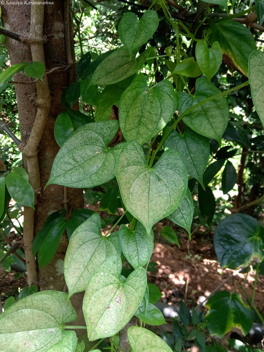 Dioscorea alata L.